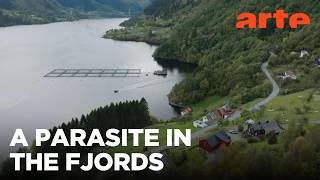 Norways Salmon Crisis | ARTE.tv Documentary