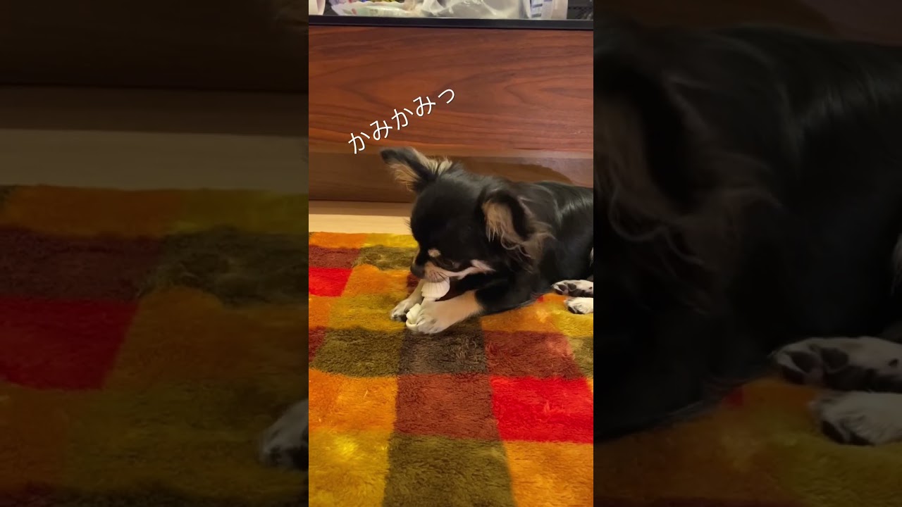 かみかみチャド君 Puppy Puppydog チワワ 子犬 動物 犬 猫 他色々 まとめ動画 かみかみチャド君 Puppy Puppydog チワワ 子犬 動物 犬 猫 他色々 まとめ動画