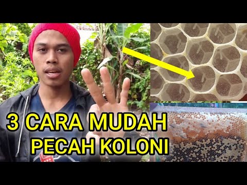 Video: 3 Cara Menyahpecah Semula Jadi