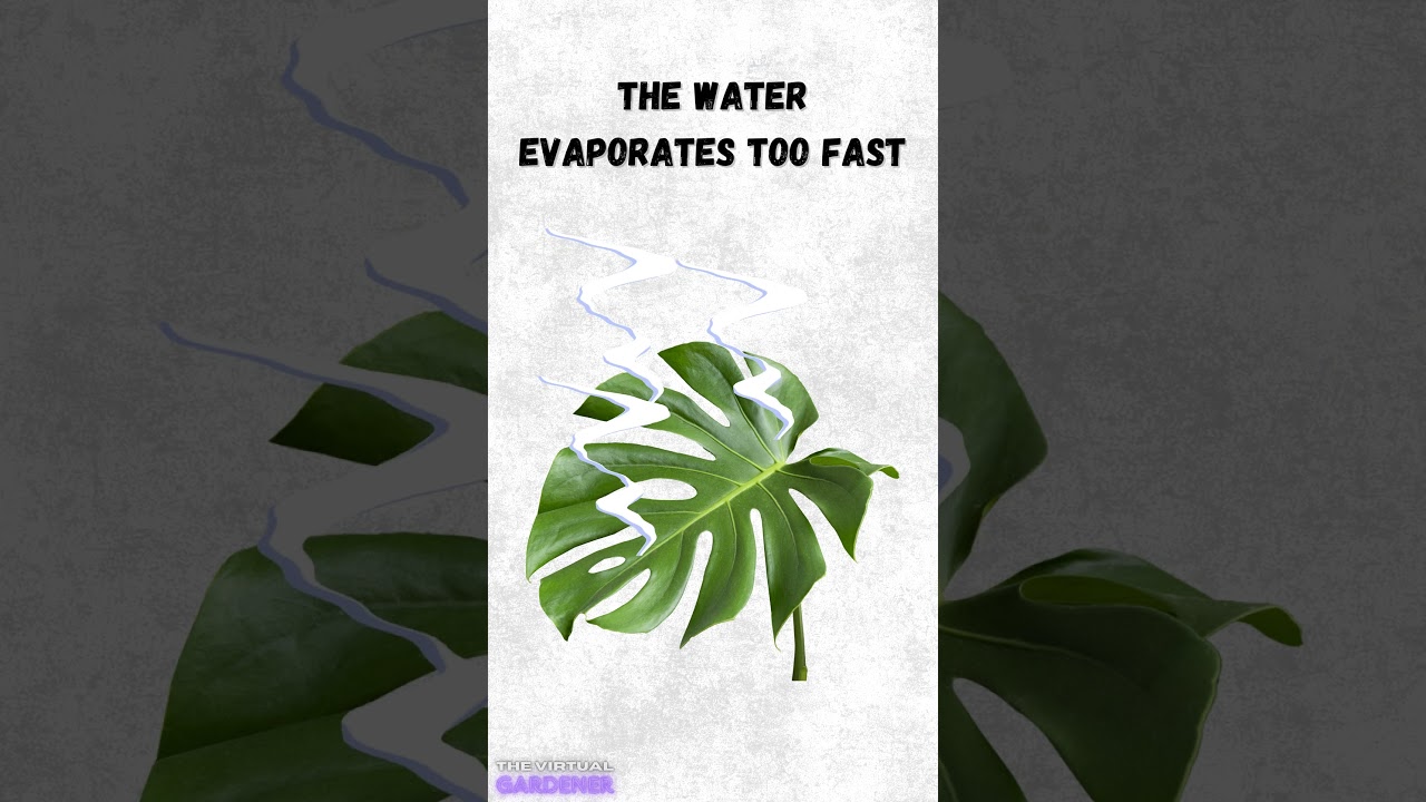 the truth about misting: save your plants now!