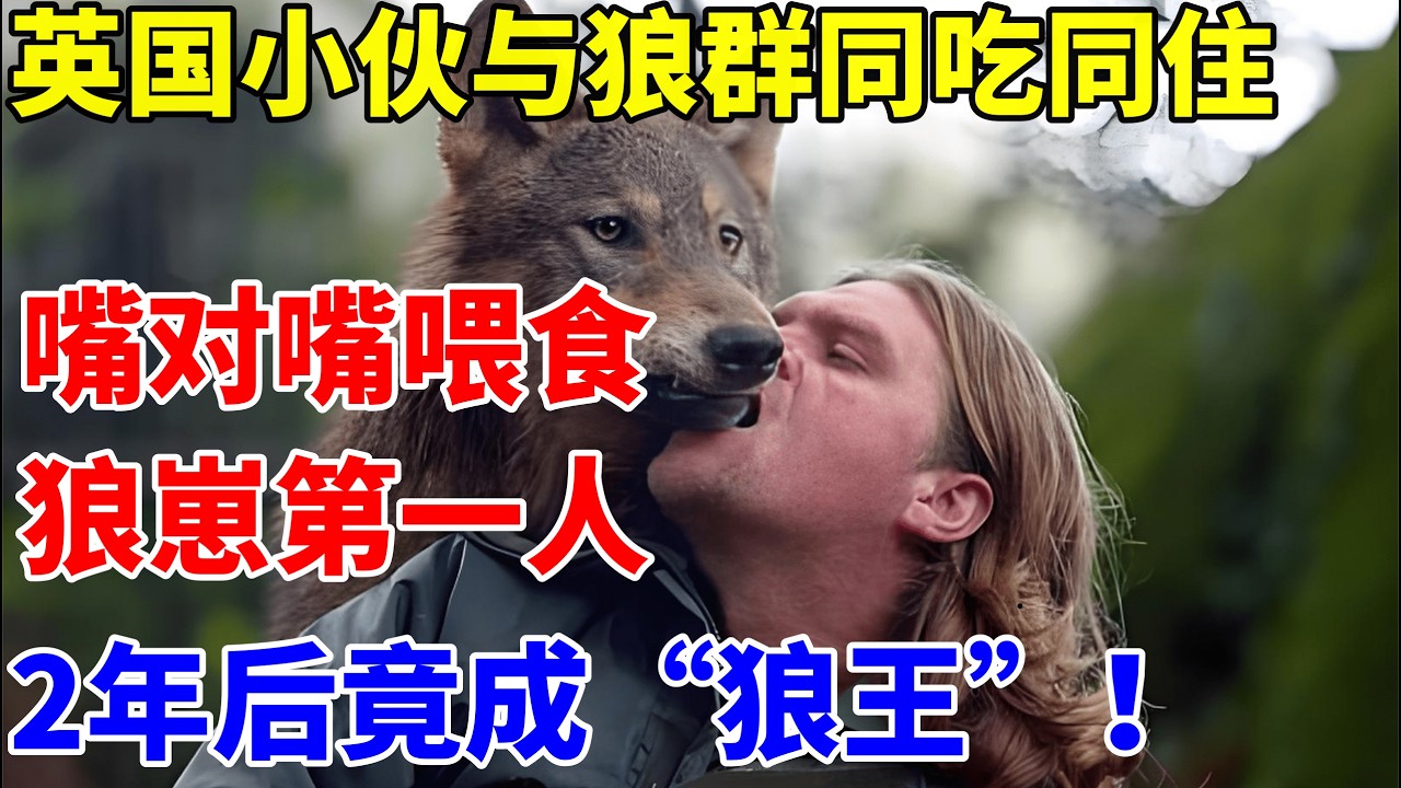 英国小伙与狼群同吃同住,嘴对嘴喂食狼崽第一人!2年后成“狼王” 【历史纪实】#肖恩