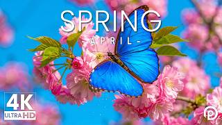 Springtime Splendor 4K | Butterflies Among Blossoms 🌷 A World of Spring Beauty screenshot 1