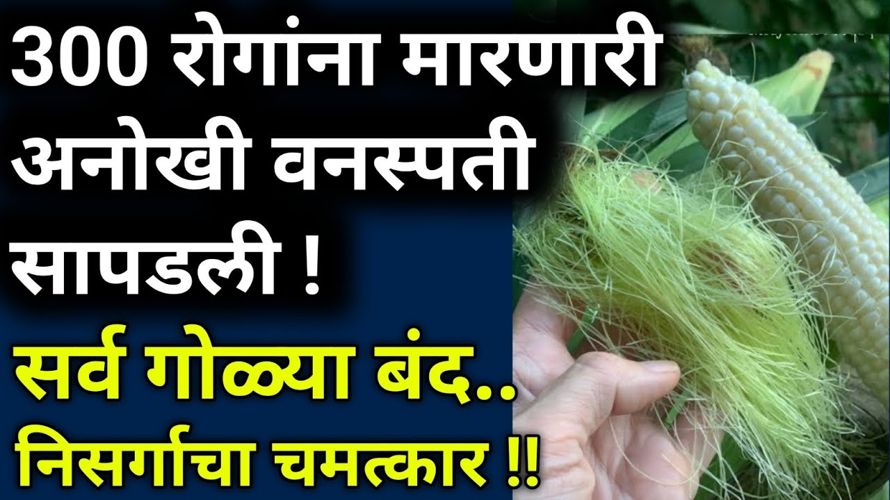 हि वस्तु एकदा खाल्ली की सर्व रिपोर्ट नॉर्मल झाले ?|best healthy food,in marathi,habbits|आरोग्य|
