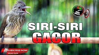 SIRI SIRI GACOR JERNIH PANJANG NYERECET !!