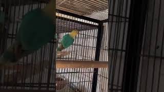 Parblue Dilute X Parblue Euwing Dilute Age Almost 6 Month