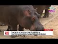 Cuarto Poder: Animales del Parque de las Leyendas en riesgo por falta de alimentos