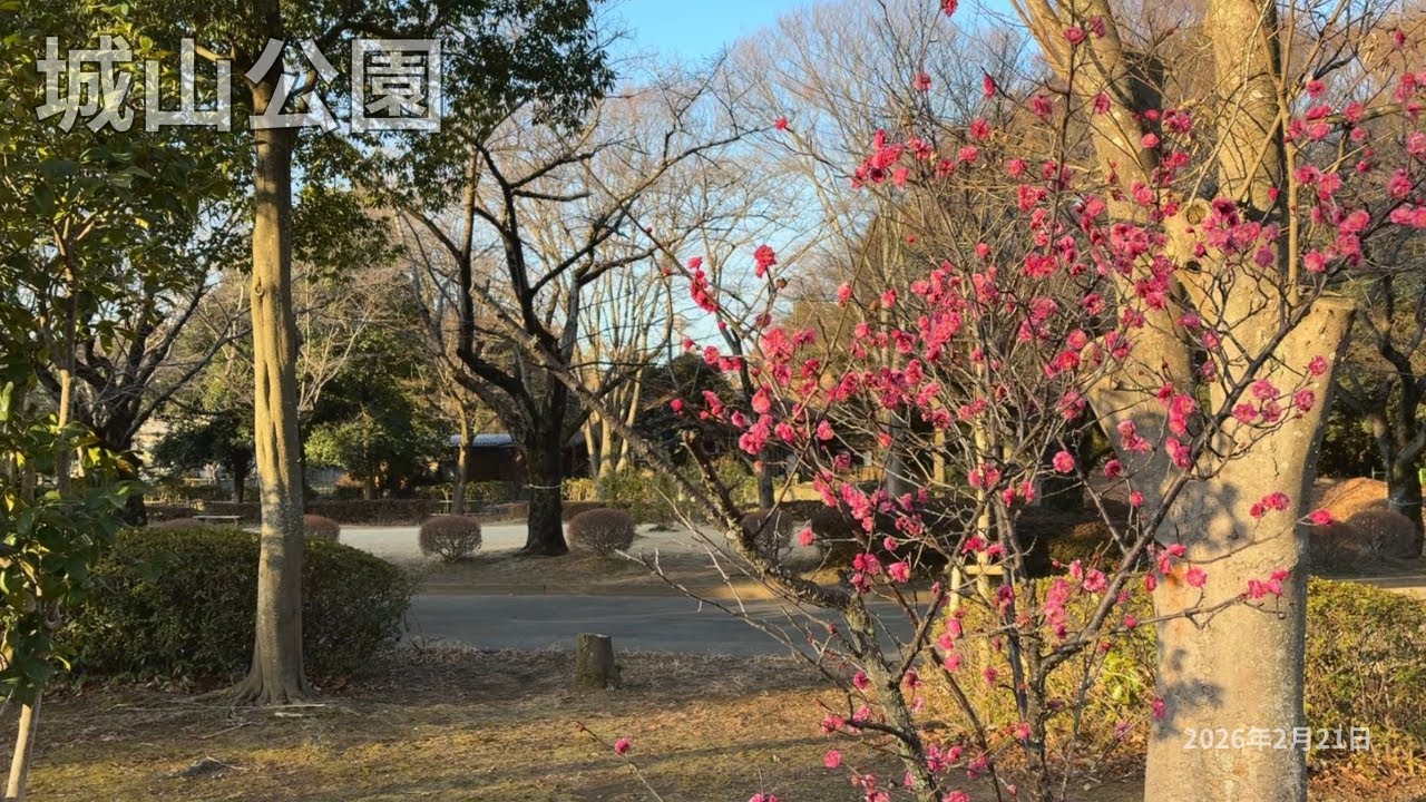 【環境音のみ】早朝散歩｜桶川市 城山公園｜2026.02.21