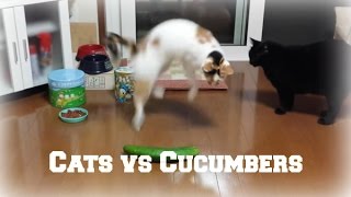 Cats and Cucumbers Compilation