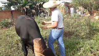 Como Tirar As Cosca Do Seu Bezerro