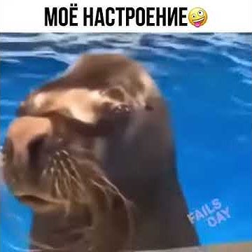 Самый смешной тюлень в мире - YouTube
