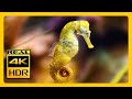 Colorful Seahorse 4K Wonders Aquarium For Meditation RELAXING MUSIC Real 4K HDR Screensaver