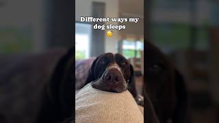 #doglover #germanshorthairedpointer #gsp #sleep #sleeping #dog