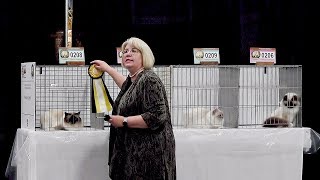 CFA International Cat Show 2017 - Annette Wilson's LH Champion final