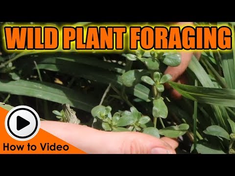 Vídeo: Growing Prickly Pear - Plantes de noguera al jardí de casa