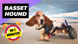 Basset Hound - In 1 Minute! 🚨 The Truth Behind Their Health! | 1 Minute Animals by 1 Minute Animals 3,936 views 3 months ago 1 minute