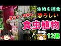 【ゆっくり解説】たくましすぎる草達、生き物を捕食する「食虫植物」12選