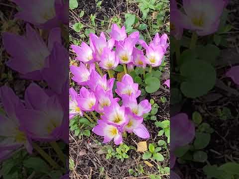 Video: Colchicum kukkia puutarhassa