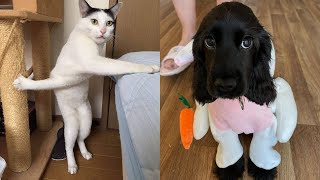 Tiktok Funny And Cute Pets / Tiktok's Cutest Pets #2 by Cute Paws 515 views 2 years ago 8 minutes, 38 seconds