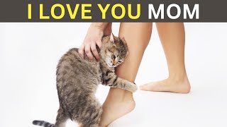 12 Signs Your Cat Consider You Their Mother by Cat Cherish 2,365 views 1 month ago 7 minutes