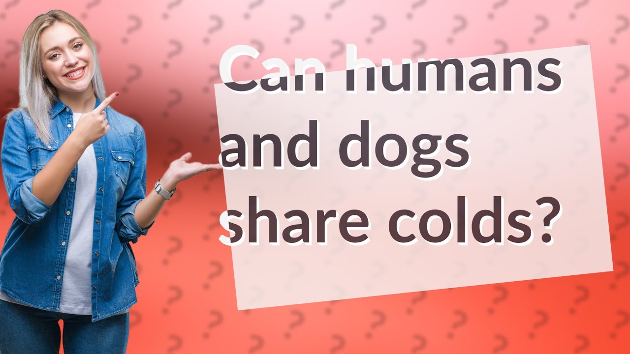 Can humans and dogs share colds? YouTube