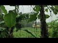 The Goodness of Nature 2 | Official Music Video
