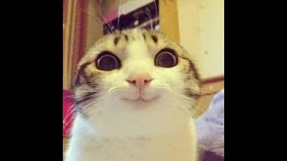 Cute is Not Enough  - Funny Cats😽 and Dogs 🐺   Compilation #7