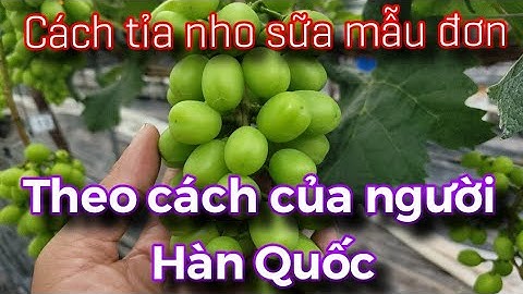 Chia sẻ 1 cách tỉa chùm nho sữa mẫu đơn theo cách người Hàn Quốc.