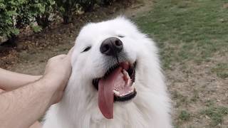 Simba Enjoys Afternoon Scratches by Samoyed Life 2,086 views 4 years ago 1 minute, 31 seconds