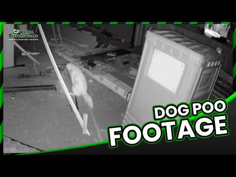 Dog poo footage video thumbnail