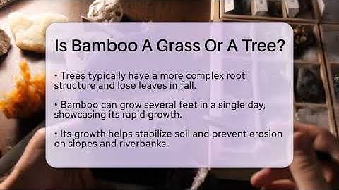 Is Bamboo A Grass Or A Tree? - Earth Science Answers