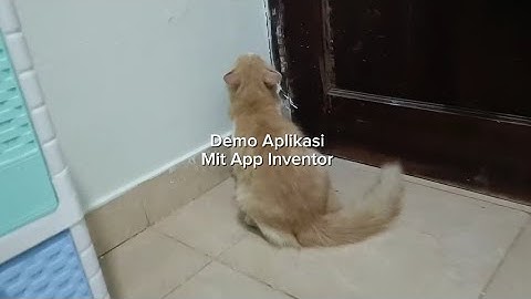Demo Aplikasi Kuis "Catelligence" dari MIT App Inventor