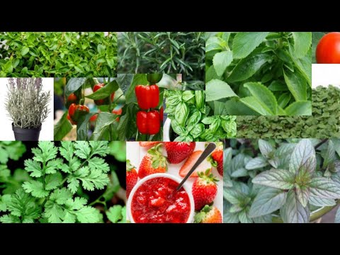 Video: Top 5 Ierburi Picante Pe Care Le Poți Cultiva Acasă