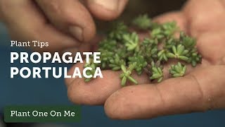 How to Propagate Portulaca — Ep 106