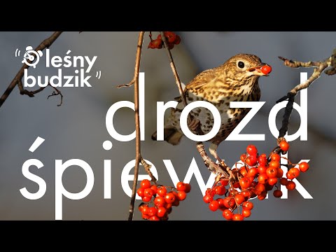 Wideo: 3 sposoby na przeniesienie stołu bilardowego