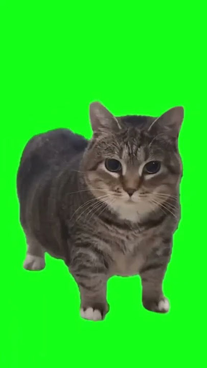 Meme Kucing oiau
