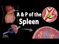 Anatomy &amp; Physiology of the Spleen, Animation
