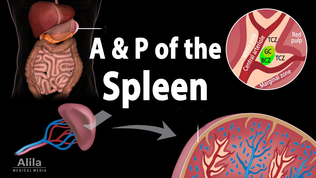 Anatomy & Physiology of the Spleen, Animation - YouTube