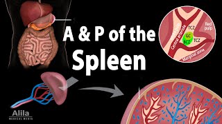 Anatomy \& Physiology of the Spleen, Animation