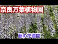 奈良万葉植物園 藤の花満開