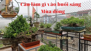CÁCH CHĂM SÓC BONSAI SÁNG MÙA ĐÔNG GIÁ RÉT | Bonsai Quý Khôi # 144