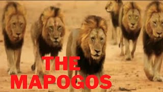 Story of the Legendary The mapogos,Lion coalition, brothers coalition