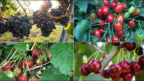 Managing Vascular Bacterial Infections