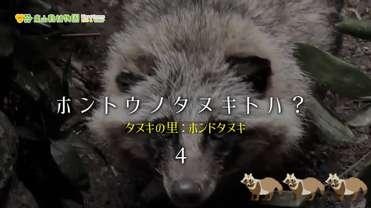 東山動植物園公式】ホントウノタヌキトハ？＜4＞《 ホンドタヌキ
