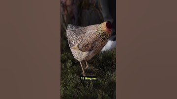 Tại sao con gà này có thể sống 18 tháng dù không có đầu? #shorts