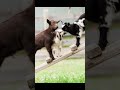 Some pictures from home…from my cousin Erin! #katievanslyke #foal #horse