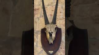 Ancient Skull 💀 #shorts #ytshorts #youtube #youtubeshort #instagram #ancient #skull #satisfying screenshot 5