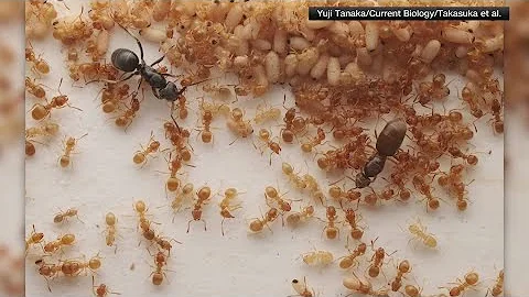 Researchers study parasitic queen ant