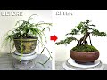 Pruning and shaping the mini bonsai tree. Are you satisfied with the result of this mini tree?