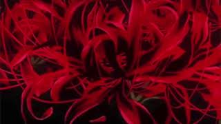 hiatus kaiyote - red room [slowed + reverb]