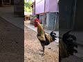 ПЕТУШАРА КРИЧИТ